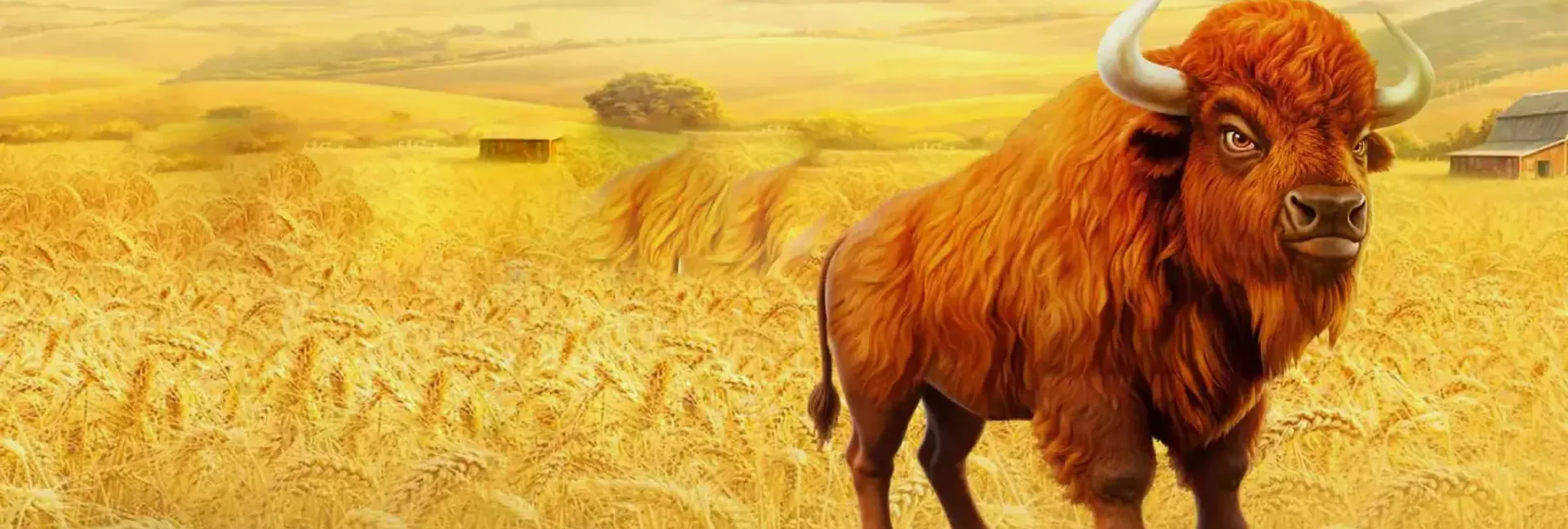 Bison standing in a golden wheat field at sunset